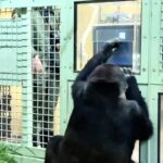 A family of gorillas at Kyoto City Zoo has learned to order food using a touchscreen. While young gorillas excel, dad Momotaro struggles with remembering number sequences.