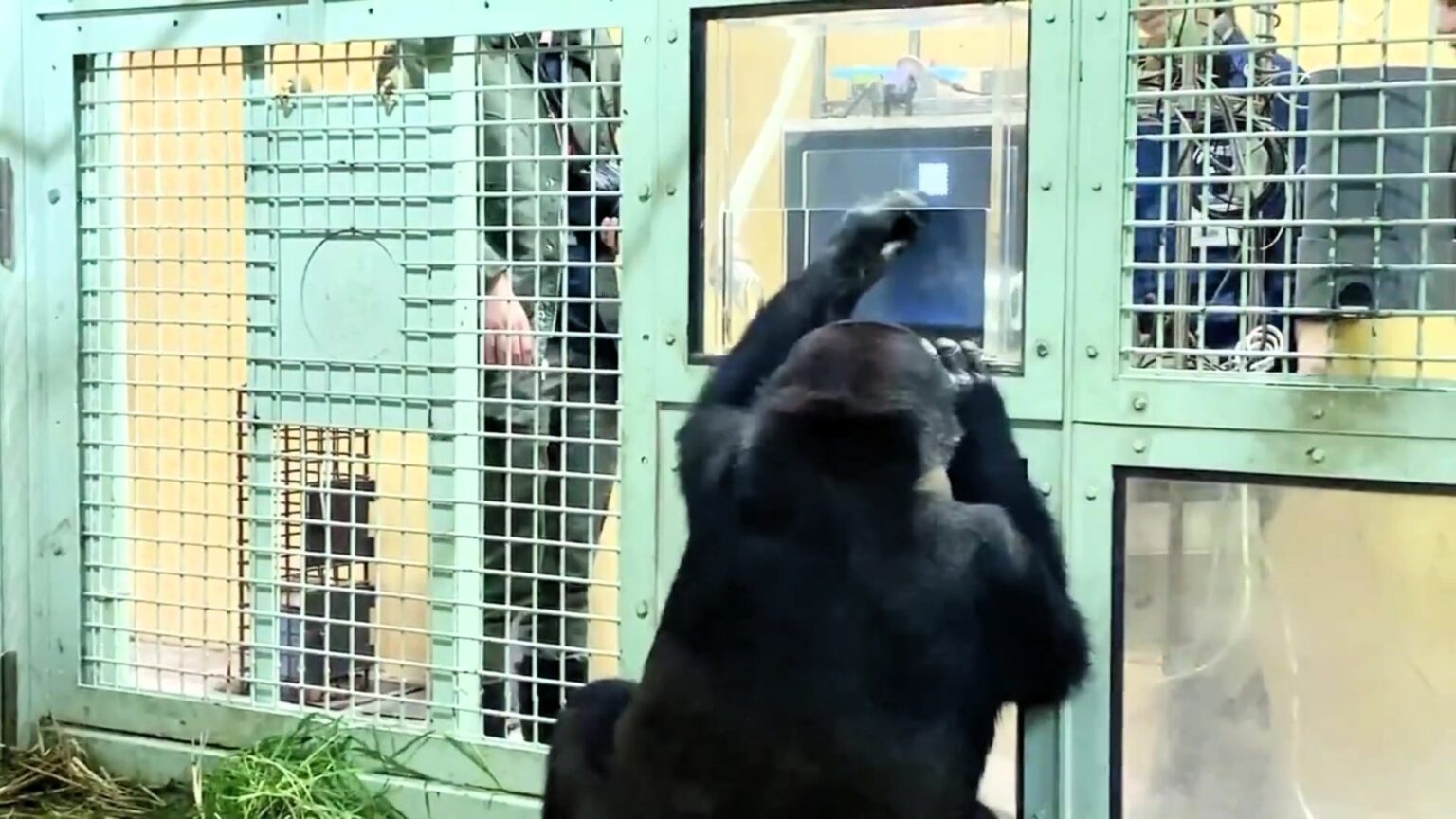 A family of gorillas at Kyoto City Zoo has learned to order food using a touchscreen. While young gorillas excel, dad Momotaro struggles with remembering number sequences.