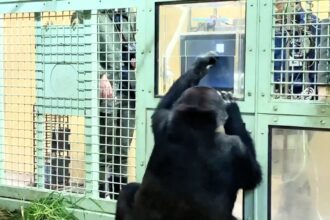 A family of gorillas at Kyoto City Zoo has learned to order food using a touchscreen. While young gorillas excel, dad Momotaro struggles with remembering number sequences.