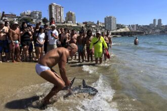 A beachgoer in Viña del Mar, Chile, fearlessly dragged a stranded porbeagle shark back to sea, sparking applause—while experts warn against handling marine animals.