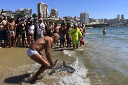 A beachgoer in Viña del Mar, Chile, fearlessly dragged a stranded porbeagle shark back to sea, sparking applause—while experts warn against handling marine animals.