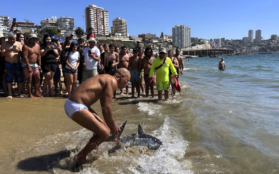 A beachgoer in Viña del Mar, Chile, fearlessly dragged a stranded porbeagle shark back to sea, sparking applause—while experts warn against handling marine animals.