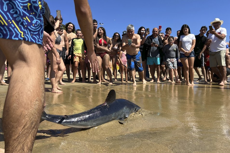 A beachgoer in Viña del Mar, Chile, fearlessly dragged a stranded porbeagle shark back to sea, sparking applause—while experts warn against handling marine animals.