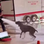 Firefighter Thomas Stewart II went viral after filming his dog Leeroy joyfully playing in a powerful hose stream. The video sparked mixed reactions but left many smiling.