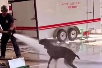 Firefighter Thomas Stewart II went viral after filming his dog Leeroy joyfully playing in a powerful hose stream. The video sparked mixed reactions but left many smiling.