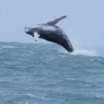 Huge humpback whale stuns onlookers in Newquay - leaping and twisting through the air for over 30 minutes in a breathtaking display of nature’s power and beauty!