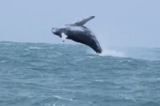 Huge humpback whale stuns onlookers in Newquay - leaping and twisting through the air for over 30 minutes in a breathtaking display of nature’s power and beauty!