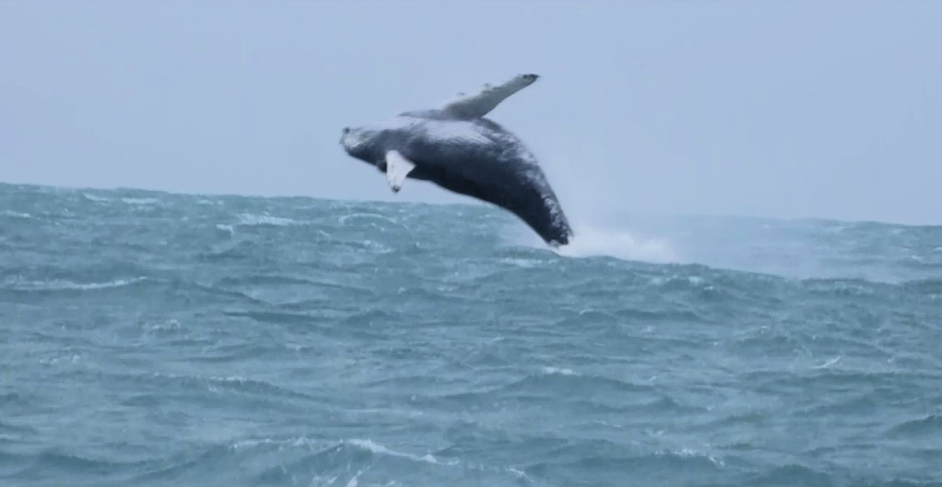 Huge humpback whale stuns onlookers in Newquay - leaping and twisting through the air for over 30 minutes in a breathtaking display of nature’s power and beauty!