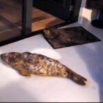 Guests at a Dutch hotel were stunned to find a baby seal napping in their room after it wandered in from the beach. Rescuers safely relocated the grumpy but unharmed visitor.