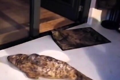 Guests at a Dutch hotel were stunned to find a baby seal napping in their room after it wandered in from the beach. Rescuers safely relocated the grumpy but unharmed visitor.