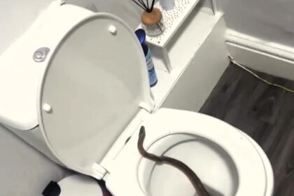 A nursery worker can finally use her toilet again after a missing pet snake, first spotted in her bathroom pipes, was found in her garden and safely returned to its owner.