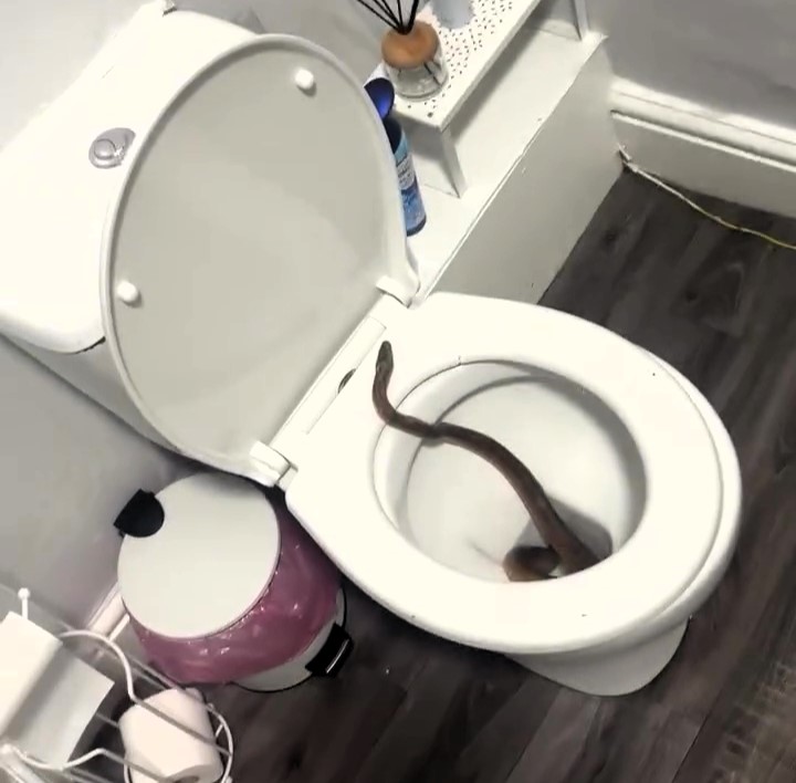 A nursery worker can finally use her toilet again after a missing pet snake, first spotted in her bathroom pipes, was found in her garden and safely returned to its owner.