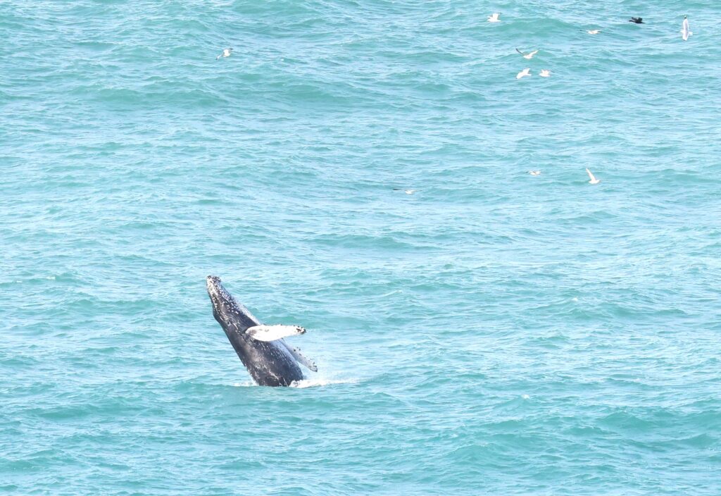 A humpback whale was spotted breaching off Newquay, Cornwall - thrilling onlookers in Britain's top surf spot with its playful display.