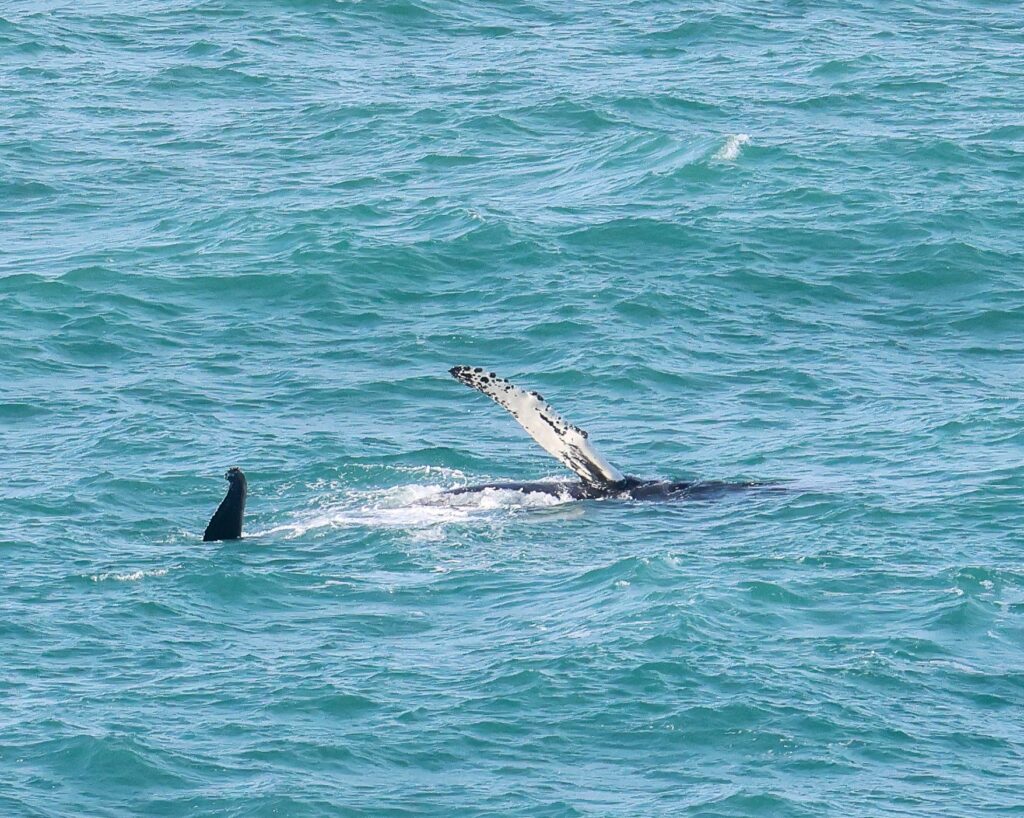 A humpback whale was spotted breaching off Newquay, Cornwall - thrilling onlookers in Britain's top surf spot with its playful display.