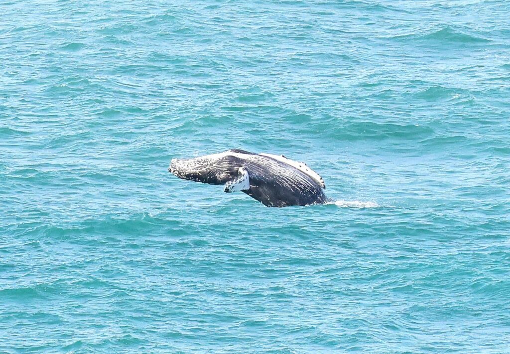 A humpback whale was spotted breaching off Newquay, Cornwall - thrilling onlookers in Britain's top surf spot with its playful display.