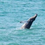 A humpback whale was spotted breaching off Newquay, Cornwall - thrilling onlookers in Britain's top surf spot with its playful display.