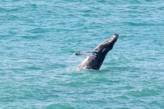 A humpback whale was spotted breaching off Newquay, Cornwall - thrilling onlookers in Britain's top surf spot with its playful display.