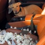 An influencer was shocked after his puppy destroyed the leather seats of his Lamborghini Urus. The viral video shows the dog sitting among torn foam, wagging its tail.