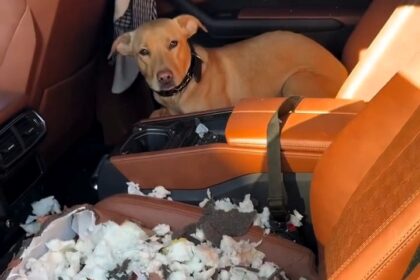 An influencer was shocked after his puppy destroyed the leather seats of his Lamborghini Urus. The viral video shows the dog sitting among torn foam, wagging its tail.