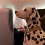 Spotty, a well-behaved dog, went viral after relaxing in a business-class seat on a flight from Switzerland to Japan, charming passengers and social media alike.