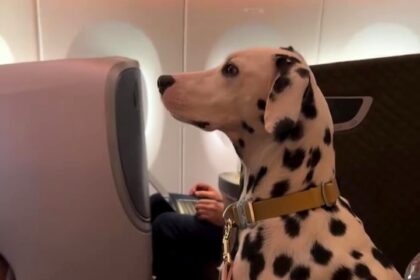 Spotty, a well-behaved dog, went viral after relaxing in a business-class seat on a flight from Switzerland to Japan, charming passengers and social media alike.