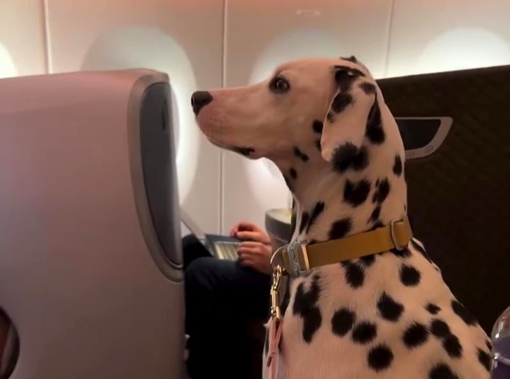 Spotty, a well-behaved dog, went viral after relaxing in a business-class seat on a flight from Switzerland to Japan, charming passengers and social media alike.