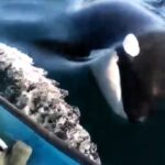 A pod of killer whales was spotted playfully swimming alongside fishermen off Tiburón Island, Mexico. The viral video captured the orcas' curious and friendly encounter.