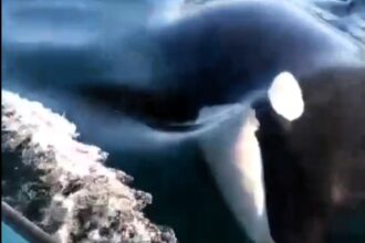 A pod of killer whales was spotted playfully swimming alongside fishermen off Tiburón Island, Mexico. The viral video captured the orcas' curious and friendly encounter.