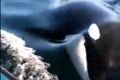 A pod of killer whales was spotted playfully swimming alongside fishermen off Tiburón Island, Mexico. The viral video captured the orcas' curious and friendly encounter.