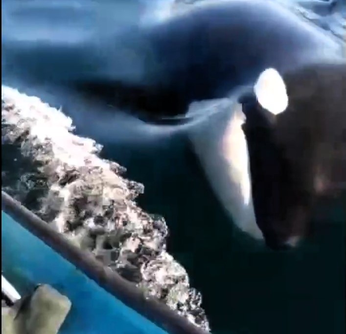 A pod of killer whales was spotted playfully swimming alongside fishermen off Tiburón Island, Mexico. The viral video captured the orcas' curious and friendly encounter.