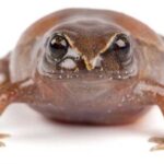 A newly discovered frog species, Phyllonastes dicaprioi, has been named after Leonardo DiCaprio in recognition of his environmental conservation efforts in Ecuador.