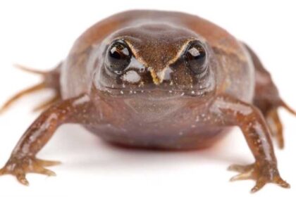 A newly discovered frog species, Phyllonastes dicaprioi, has been named after Leonardo DiCaprio in recognition of his environmental conservation efforts in Ecuador.