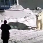 Man comes face-to-face with massive polar bear in heart-stopping viral video - as the predator approaches, he cautiously backs away before the bear walks off.