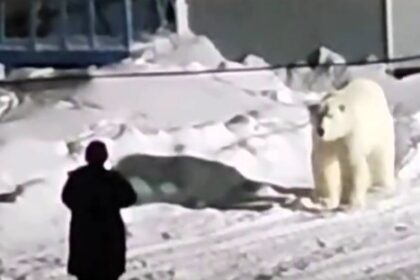 Man comes face-to-face with massive polar bear in heart-stopping viral video - as the predator approaches, he cautiously backs away before the bear walks off.