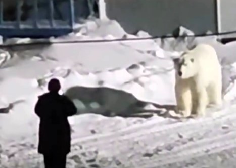 Man comes face-to-face with massive polar bear in heart-stopping viral video - as the predator approaches, he cautiously backs away before the bear walks off.