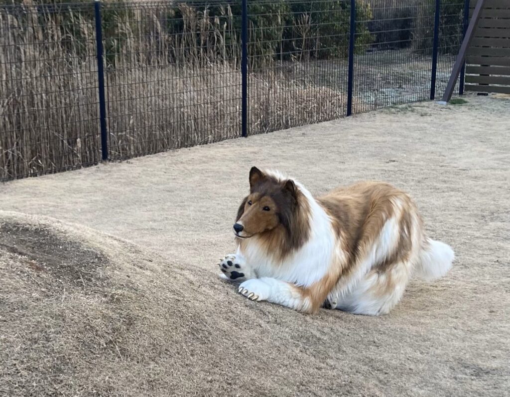 A man who spent £12,000 transforming into a border collie has launched TokoTokoZoo, a Tokyo-based experience where people can pay to live out their dream of becoming an animal.