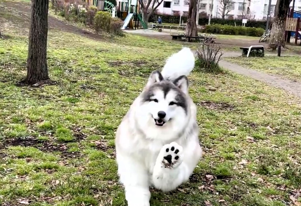 A man who spent £12,000 transforming into a border collie has launched TokoTokoZoo, a Tokyo-based experience where people can pay to live out their dream of becoming an animal.