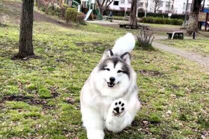 A man who spent £12,000 transforming into a border collie has launched TokoTokoZoo, a Tokyo-based experience where people can pay to live out their dream of becoming an animal.