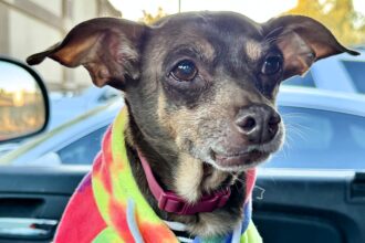 A man was unexpectedly reunited with his lost dog after eight years apart when a kind stranger found the Miniature Pinscher, leading to an emotional and heartwarming reunion.