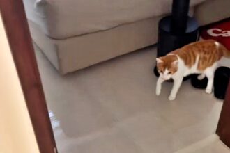 A mischievous cat flooded his owner's flat overnight—Momo the feline troublemaker turned on the tap, leaving his human wading through water!