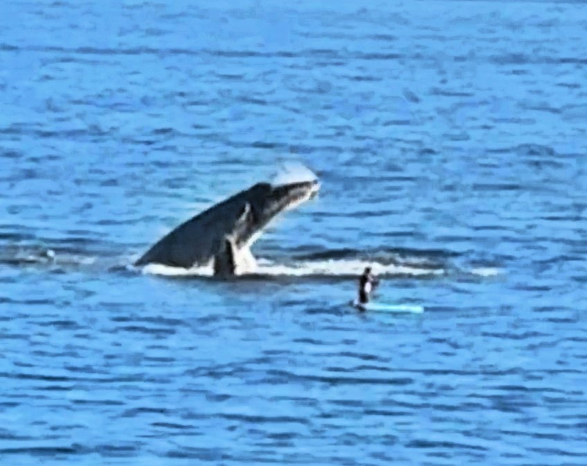 A tourist in Los Cabos had a once-in-a-lifetime moment when a family of whales surrounded his paddle board, stunning onlookers with breathtaking breaches.