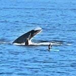 A tourist in Los Cabos had a once-in-a-lifetime moment when a family of whales surrounded his paddle board, stunning onlookers with breathtaking breaches.