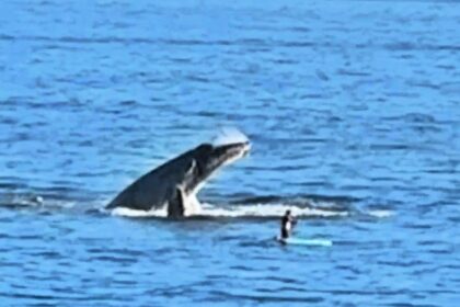 A tourist in Los Cabos had a once-in-a-lifetime moment when a family of whales surrounded his paddle board, stunning onlookers with breathtaking breaches.