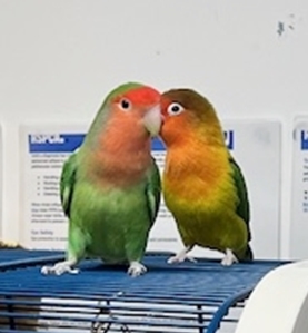 A pair of lovebirds named Donald and Melania are looking for a new home this Valentine’s Day, with the RSPCA hoping to find them a forever ‘presidential suite.’