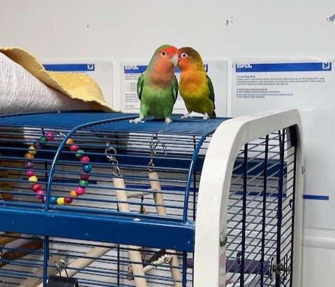 A pair of lovebirds named Donald and Melania are looking for a new home this Valentine’s Day, with the RSPCA hoping to find them a forever ‘presidential suite.’