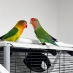 A pair of lovebirds named Donald and Melania are looking for a new home this Valentine’s Day, with the RSPCA hoping to find them a forever ‘presidential suite.’