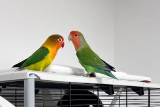 A pair of lovebirds named Donald and Melania are looking for a new home this Valentine’s Day, with the RSPCA hoping to find them a forever ‘presidential suite.’