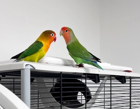 A pair of lovebirds named Donald and Melania are looking for a new home this Valentine’s Day, with the RSPCA hoping to find them a forever ‘presidential suite.’