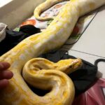 A pet albino Burmese python stuns the internet by using a toilet, leaving viewers amazed as its owner shares the unusual but impressive bathroom trick.