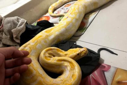 A pet albino Burmese python stuns the internet by using a toilet, leaving viewers amazed as its owner shares the unusual but impressive bathroom trick.